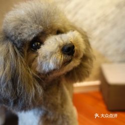 電話,地址,價(jià)格,營(yíng)業(yè)時(shí)間 南京寵物