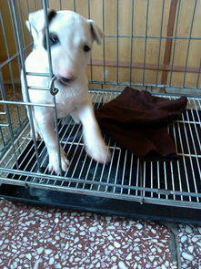 精品牛頭梗犬 高端賽級(jí)大毛量 雙血 包活 帶證書(shū)