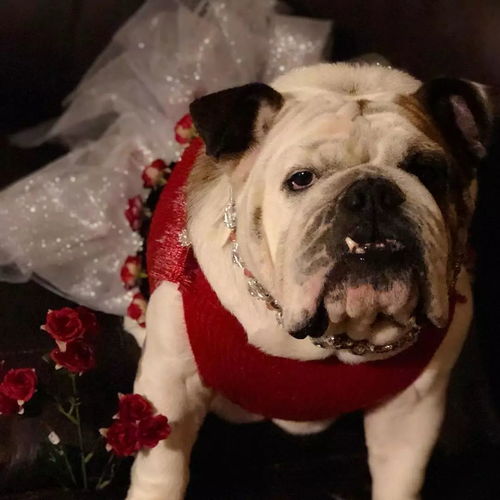 當(dāng)法斗和英斗都穿上裙子,一個(gè)是公主 另一個(gè)是主公